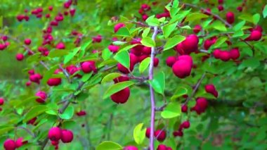 Cotoneaster (Angiosperms, Rosaceae, Malinae), sürgülü atış