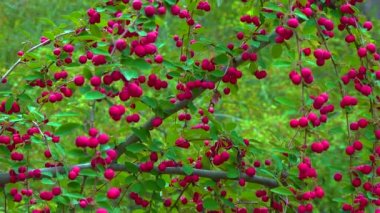 Cotoneaster (Angiosperms, Rosaceae, Malinae), sürgülü atış