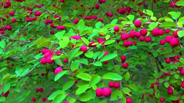 灌木花序上的红色果实 花生果 蔷薇科 马利尼 滑动芽 — 图库视频影像