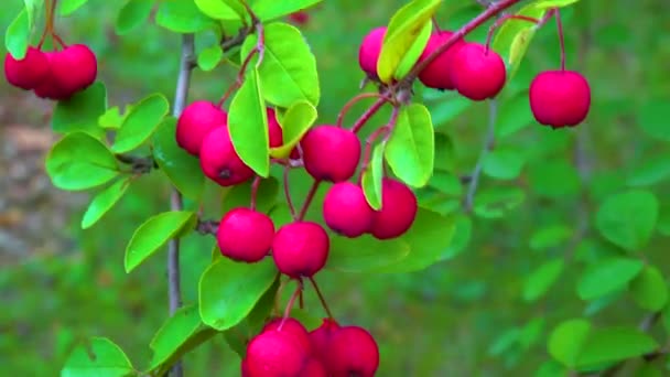 Червоні Фрукти Кущі Cotoneaster Angiosperms Rosaceae Malinae Slider Shot — стокове відео