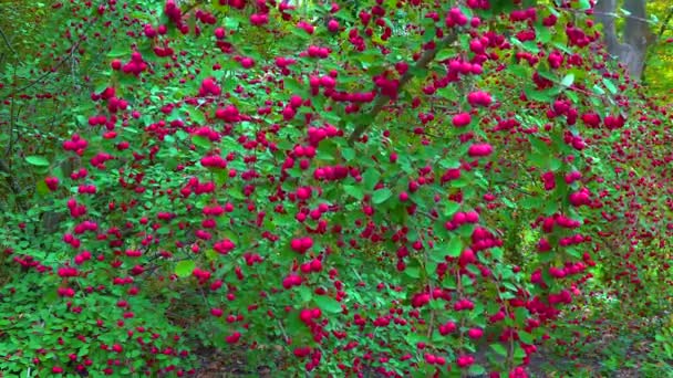 Cotoneaster Angiosperms Rosaceae Malinae Sürgülü Atış — Stok video