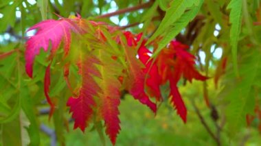 Güzel kırmızı-sarı ağaç Sumac sonbaharda bahçede yapraklanır.