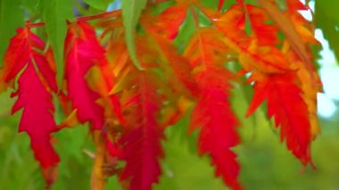 Güzel kırmızı-sarı ağaç Sumac sonbaharda bahçede yapraklanır.