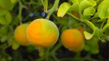 Ağaçta olgun meyveler (Citrus trifoliata, Poncirus trifoliata) 