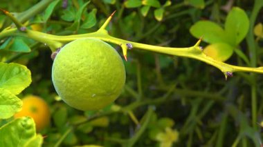 Ağaçta olgun meyveler (Citrus trifoliata, Poncirus trifoliata) 