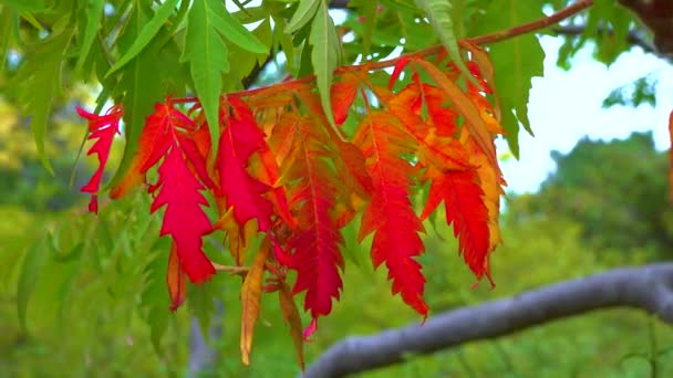 Όμορφο Κόκκινο Κίτρινο Δέντρο Sumac Φύλλα Φθινόπωρο Στον Κήπο — Αρχείο Βίντεο
