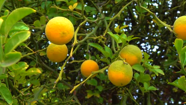 Dojrzałe Owoce Drzewie Citrus Trifoliata Poncirus Trifoliata — Wideo stockowe