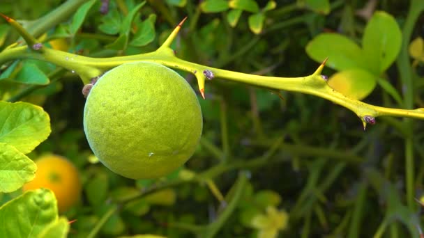 Frutos Maduros Árbol Citrus Trifoliata Poncirus Trifoliata — Vídeos de Stock