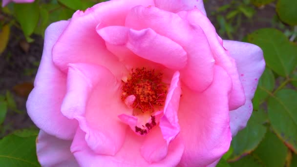 Rózsaszín Rózsa Virág Kertben Csúszó Lövés — Stock videók