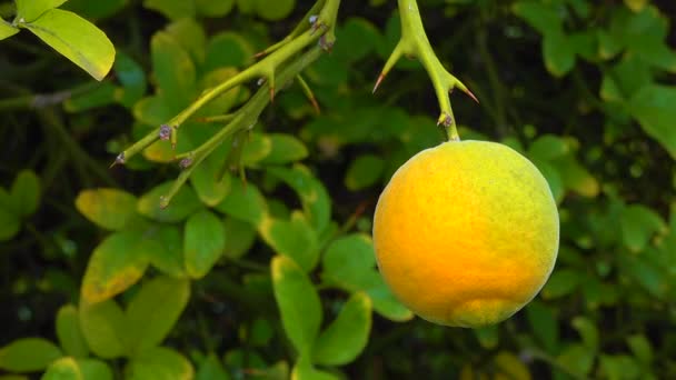 Frutos Maduros Árbol Citrus Trifoliata Poncirus Trifoliata — Vídeos de Stock