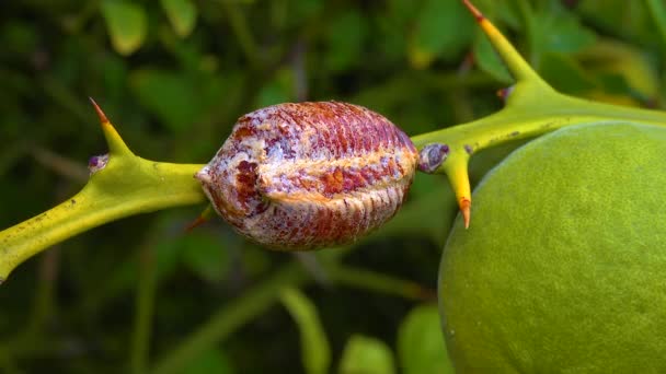 Capullo Ootheca Con Huevos Mantis Europea Mantis Religiosa — Vídeo de stock