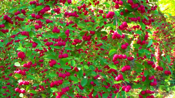 灌木花序上的红色果实 花生果 蔷薇科 马利尼 滑动芽 — 图库视频影像
