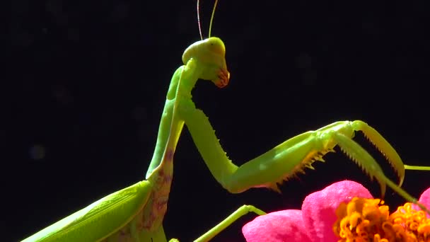 Mantide Europea Mantis Religiosa Predatore Caccia Insetti Guarda Direttamente Nella — Video Stock