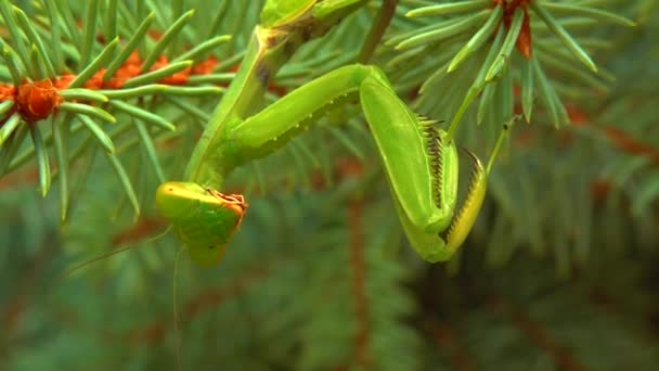 포식자 사마귀 Mantis Religiosa 포식자가 크리스마스 트리에서 사냥하고 있습니다 — 비디오