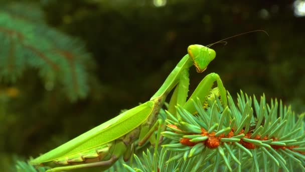 绿色掠食者欧洲螳螂 Mantis Religiosa 掠食者在一棵绿色的圣诞树上捕猎 — 图库视频影像