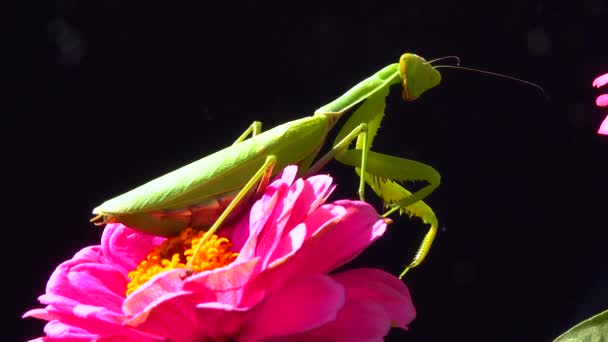 Europese Bidsprinkhaan Mantis Religiosa Het Roofdier Jaagt Insecten Kijkt Direct — Stockvideo