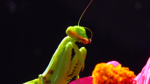 ヨーロッパのマンティス Mantis Ligiosa 捕食者は昆虫を狩りカメラに直接目を向け接近中 — ストック動画
