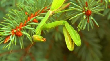 Yeşil yırtıcı Avrupa peygamber devesi (Mantis religiosa). Yırtıcı hayvan yeşil bir Noel ağacında avlanır.