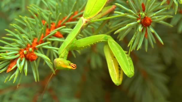 포식자 사마귀 Mantis Religiosa 포식자가 크리스마스 트리에서 사냥하고 있습니다 — 비디오