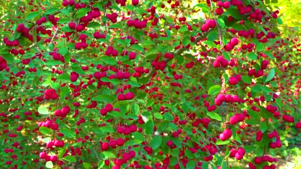 Fruits Rouges Sur Buisson Cotoneaster Angiospermes Rosacées Malines Slider Shot — Video