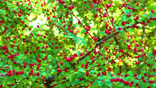 Fruits Rouges Sur Buisson Cotoneaster Angiospermes Rosacées Malines Slider Shot — Video