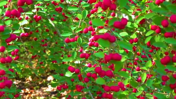 Röda Frukter Buske Cotoneaster Angiosperms Rosaceae Malinae Skjutmått — Stockvideo