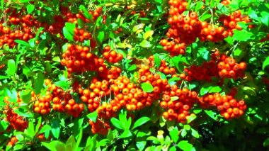 Rosaceae familyasındaki her zaman yeşil olan Pyracantha bitkisinin kırmızı meyveleri.