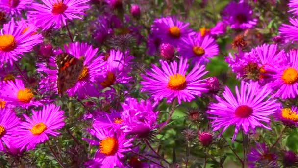 Метелик Розмальована Леді Ванесса Кардуї Збирає Нектар Осінніх Квітів Саду — стокове відео