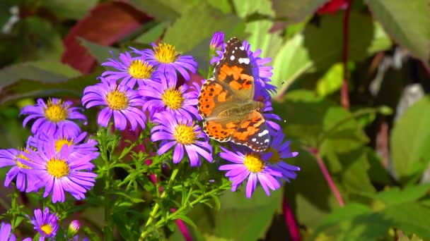 Motyl Malowane Pani Vanessa Cardui Zbiera Nektar Jesiennych Kwiatów Ogrodzie — Wideo stockowe