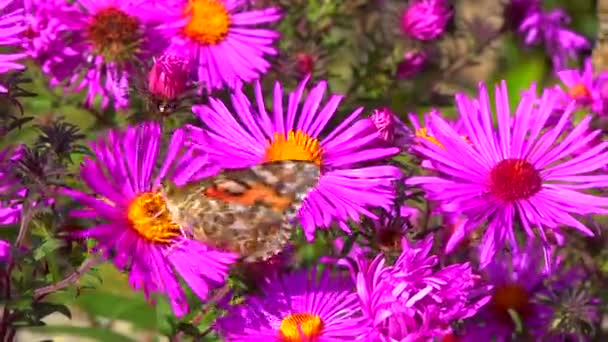 蝴蝶彩绘女士 凡妮莎 卡杜伊 从花园里秋天的花朵中采集花蜜 — 图库视频影像