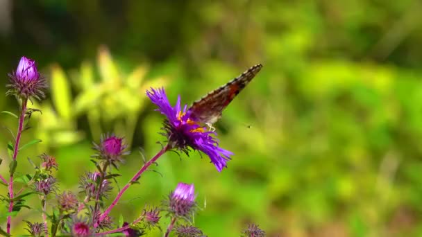 나비는 정원에 가을꽃에서 화밀을 모은다 바네사 — 비디오