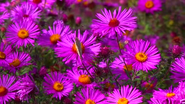 Kelebek Boyalı Kadın Vanessa Cardui Bahçedeki Sonbahar Çiçeklerinden Nektar Toplar — Stok video