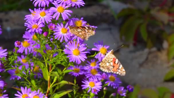 Motyl Malowane Pani Vanessa Cardui Zbiera Nektar Jesiennych Kwiatów Ogrodzie — Wideo stockowe
