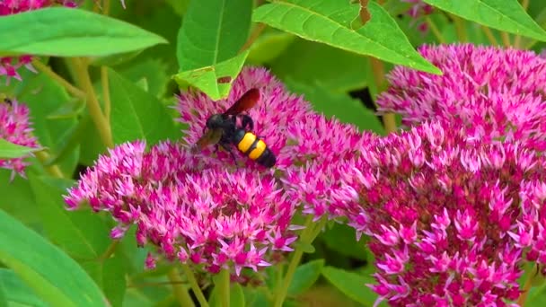 Wasp Scolia Hirta Collects Nectar Blooming Flowers — Stok video