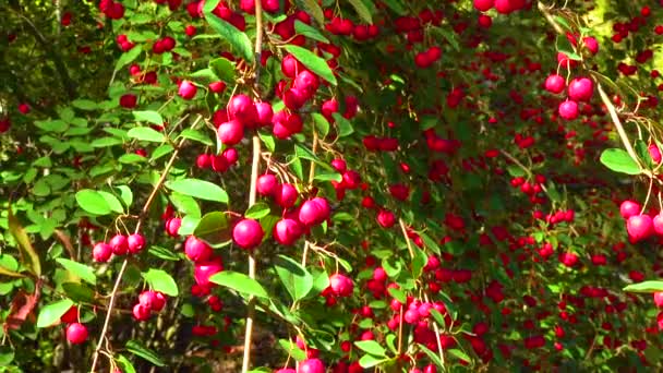 Red Fruits Bush Cotoneaster Angiosperms Rosaceae Malinae Slider Shot — Stock Video