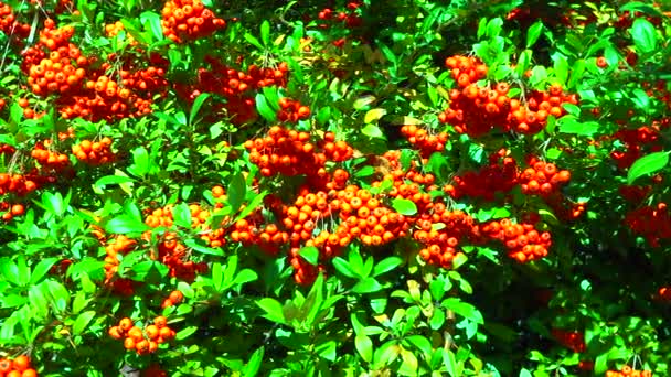 Красные Плоды Вечнозеленого Растения Пираканта Семье Rosaceae — стоковое видео