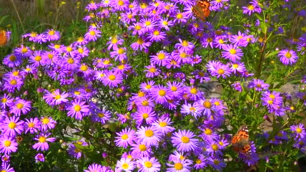 Aster Květiny Kterých Hmyz Sbírat Nektar Pyl Podzim Zahradě — Stock video