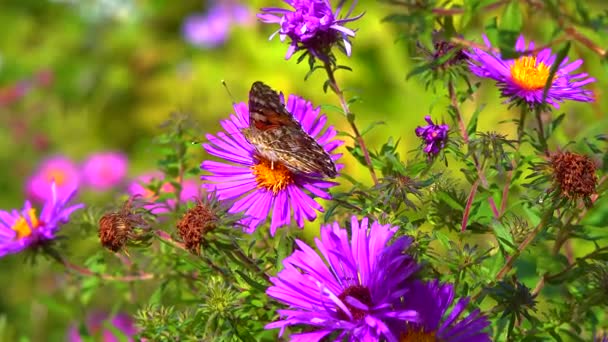 Motýl Malovaný Dáma Vanessa Cardui Sbírá Nektar Podzimních Květin Aster — Stock video