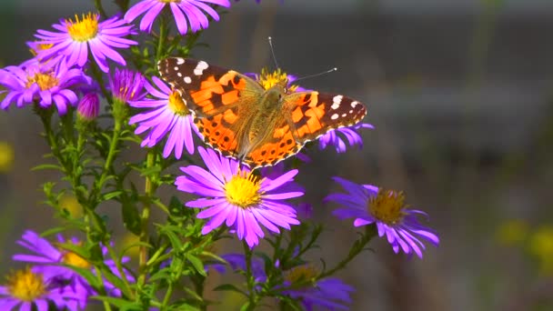 Vanessa Cardui Butterfly Painted Lady Mengumpulkan Nektar Dari Bunga Musim — Stok Video