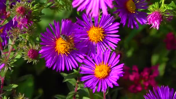Aster Flores Que Uma Abelha Recolhe Néctar Pólen Outono Jardim — Vídeo de Stock