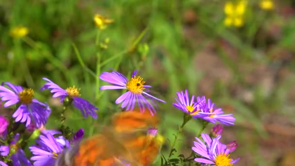 Motyl Malowane Pani Vanessa Cardui Zbiera Nektar Jesiennych Kwiatów Aster — Wideo stockowe