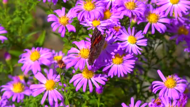 Motýl Malovaný Dáma Vanessa Cardui Sbírá Nektar Podzimních Květin Aster — Stock video