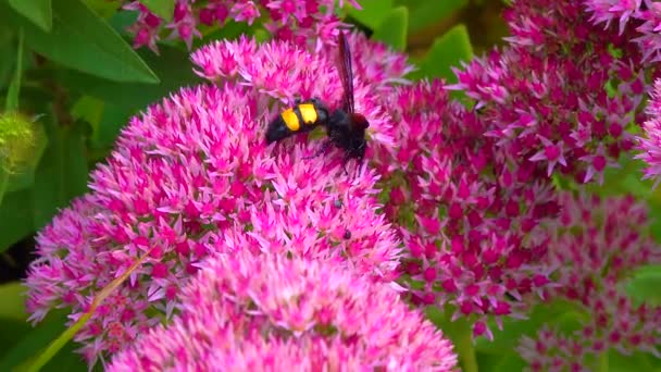 Wasp Scolia Hirta Collects Nectar Blooming Flowers — Vídeos de Stock