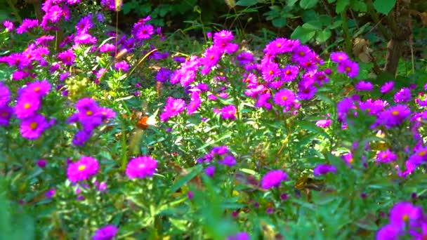 Aster Blommor Som Insekter Samlar Nektar Och Pollen Hösten Trädgården — Stockvideo