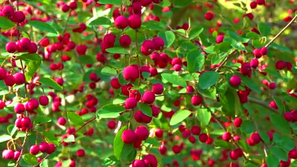 Red Fruits Bush Cotoneaster Angiosperms Rosaceae Malinae Slider Shot — Stock Video