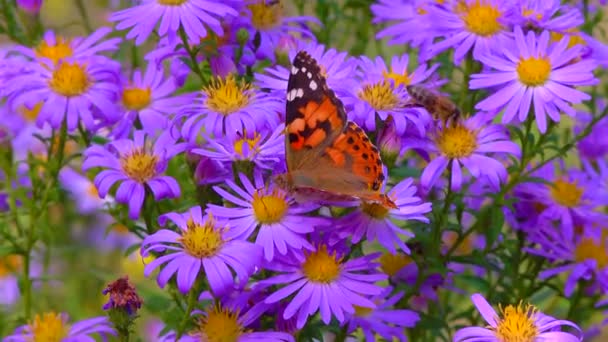 Vlinder Beschilderd Dame Vanessa Cardui Verzamelt Nectar Van Herfstbloemen Aster — Stockvideo