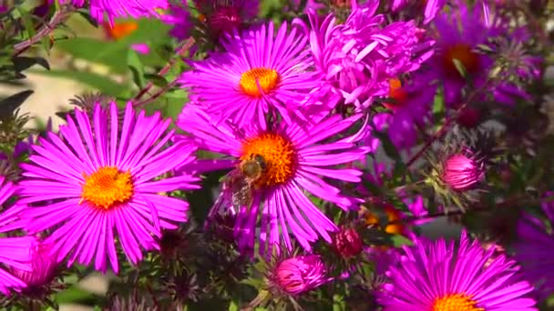 Lebah Madu Mengumpulkan Nektar Dari Bunga Musim Gugur Aster Kebun — Stok Video