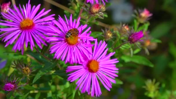 Honey Bee Collecting Nectar Autumn Flowers Aster Garden — Stock Video
