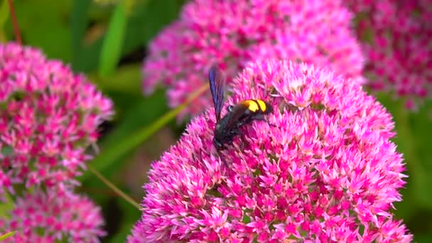 Wasp Scolia Hirta Collects Nectar Blooming Flowers — Vídeo de Stock