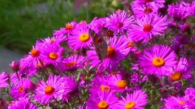 Kelebek boyalı kadın (Vanessa cardui) bahçedeki sonbahar çiçeklerinden nektar toplar.